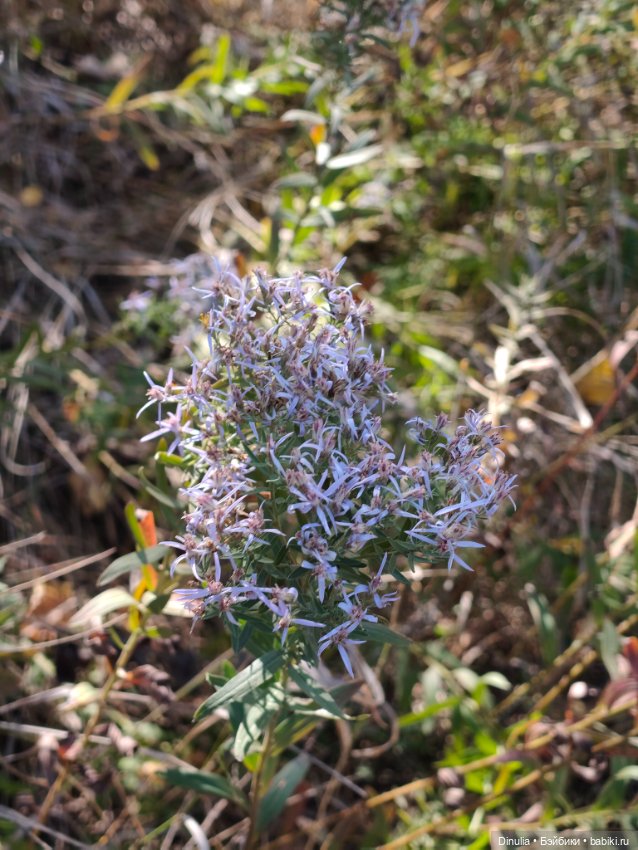 Саша + Маша — Куклы с Алиэкспресс (Aliexpress): Китайские шарнирные