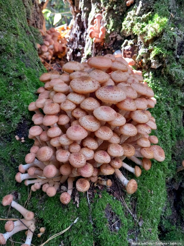 Закрываем грибной сезон — Куклы Berjuan (Бержуан): Биггерсы (Biggers)