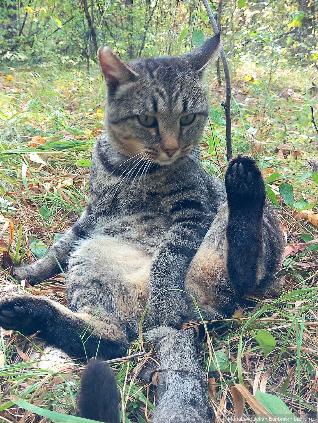 Закрываем грибной сезон — Куклы Berjuan (Бержуан): Биггерсы (Biggers)