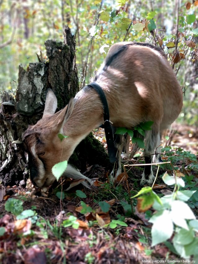 Закрываем грибной сезон — Куклы Berjuan (Бержуан): Биггерсы (Biggers) (фото 6)