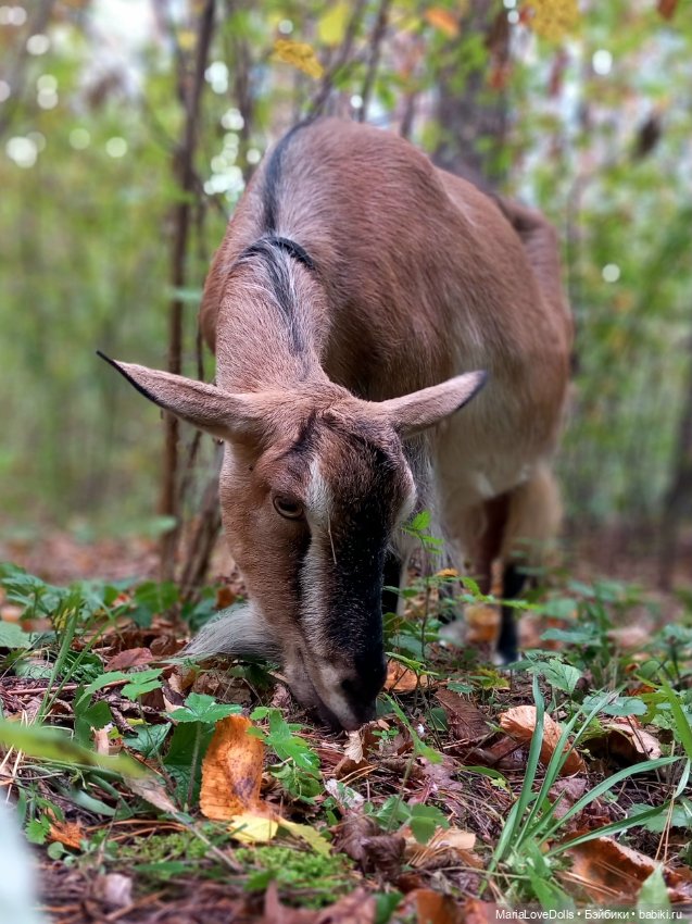 Закрываем грибной сезон — Куклы Berjuan (Бержуан): Биггерсы (Biggers)