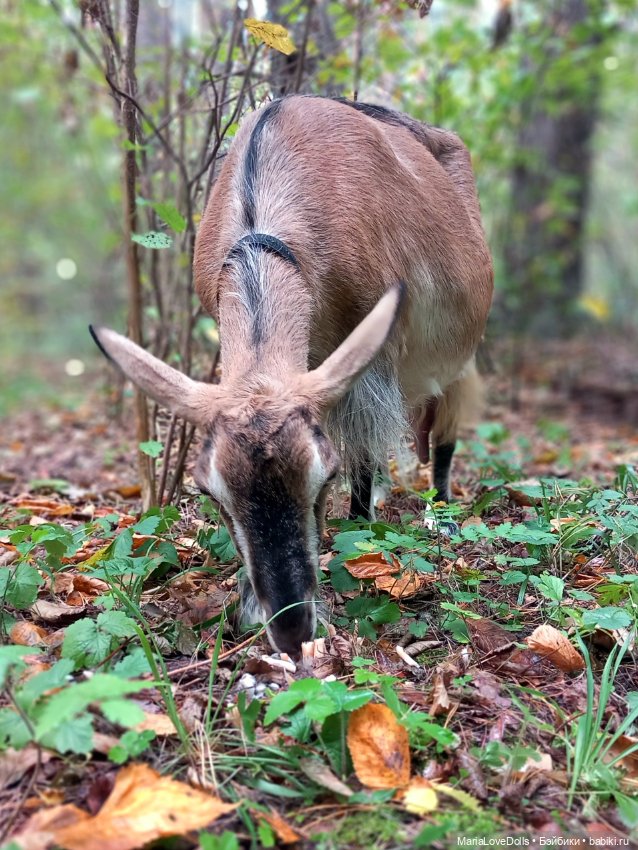 Закрываем грибной сезон — Куклы Berjuan (Бержуан): Биггерсы (Biggers) (фото 2)