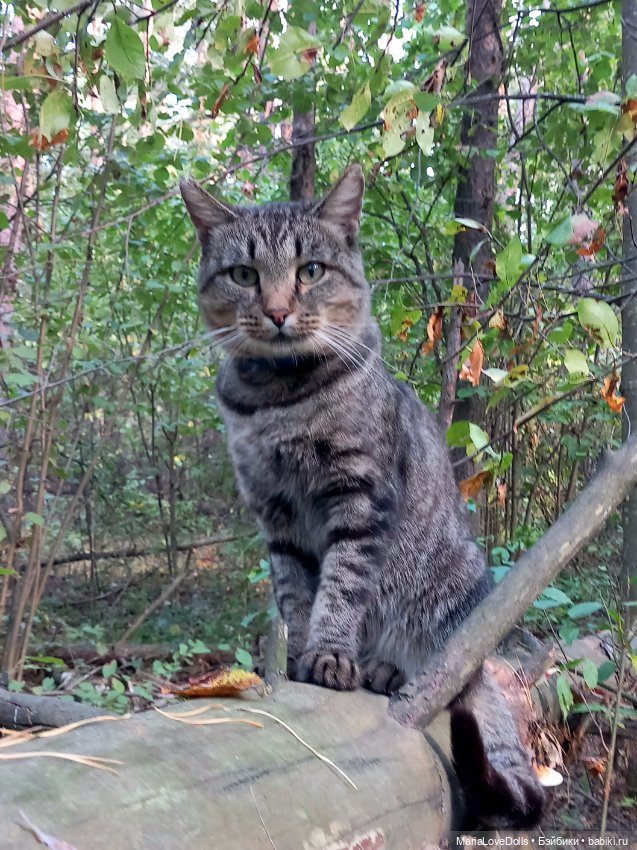 Закрываем грибной сезон — Куклы Berjuan (Бержуан): Биггерсы (Biggers)