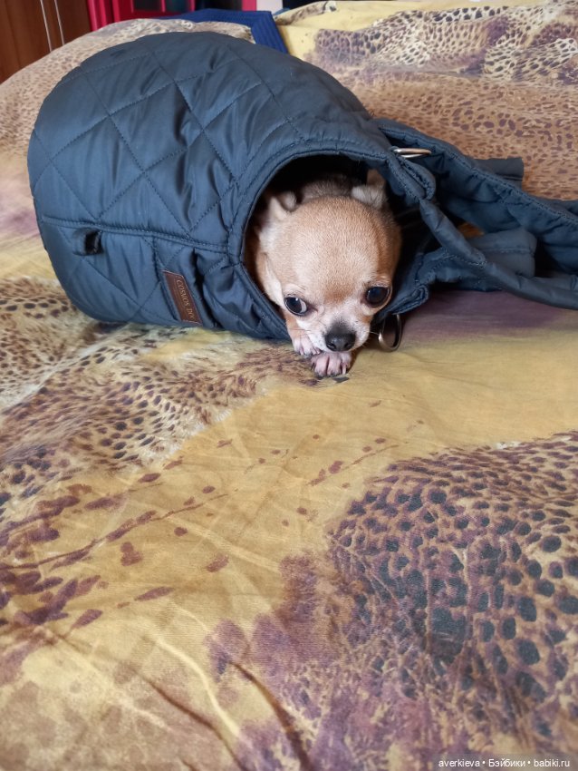 Леон. Хочу всё знать — Куклы Pututu (Путуту): дизайнерский винил