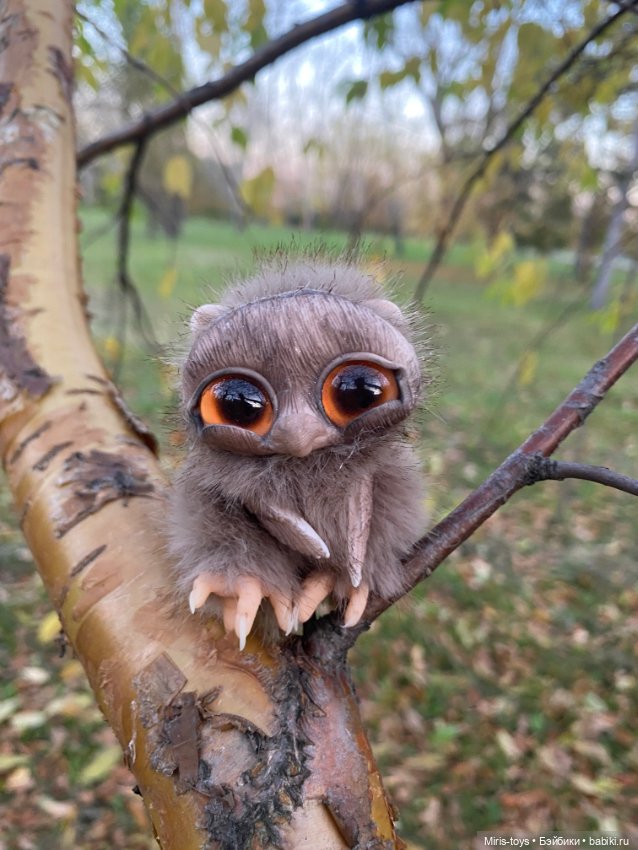 Стеснительный совенок встретил подружку Коричку (фото 7)