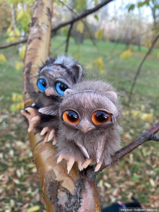 Стеснительный совенок встретил подружку Коричку (фото 3)