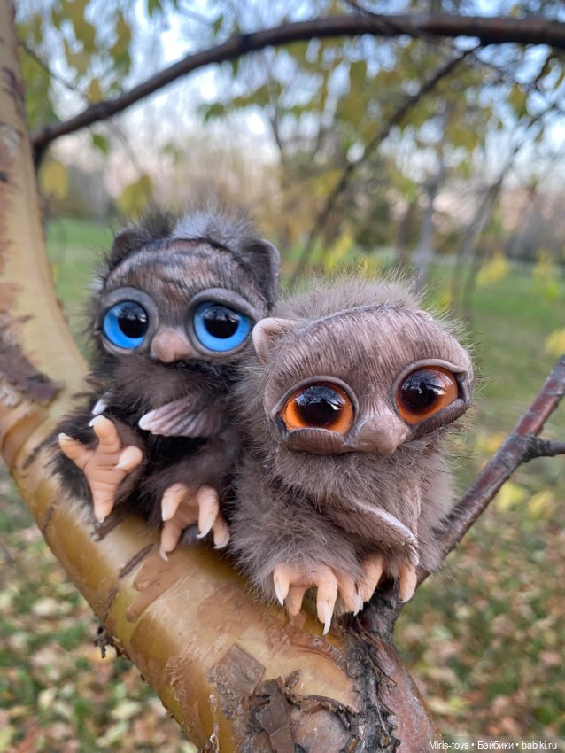 Стеснительный совенок встретил подружку Коричку (фото 4)