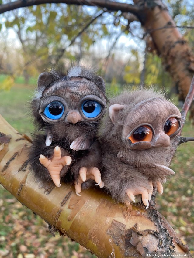 Стеснительный совенок встретил подружку Коричку (фото 2)