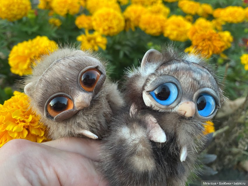 Стеснительный совенок встретил подружку Коричку