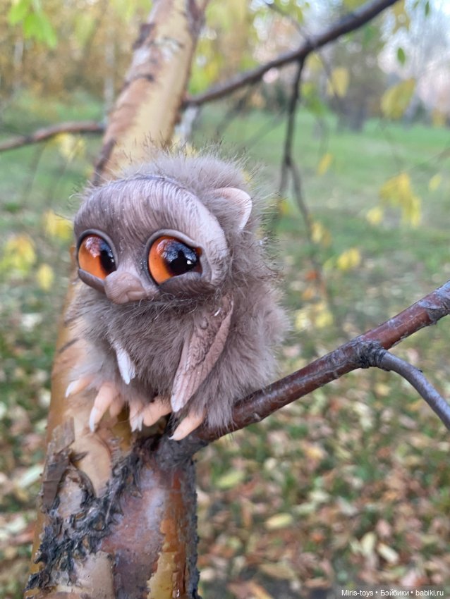 Стеснительный совенок встретил подружку Коричку (фото 6)