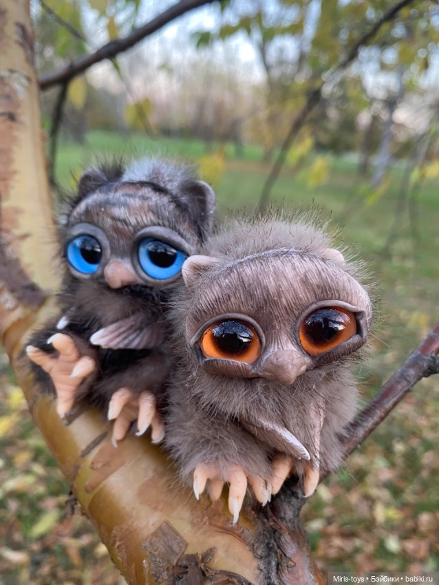 Стеснительный совенок встретил подружку Коричку