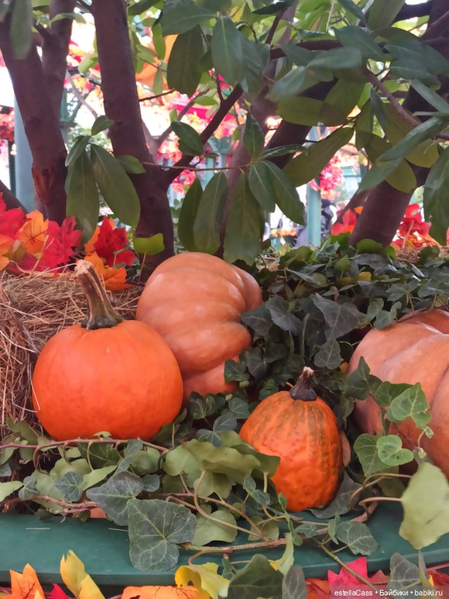 Фестиваль тыкв — Туризм и путешествия: фотоотчеты из поездок (фото 10)