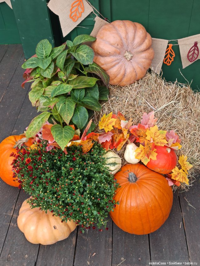 Фестиваль тыкв — Туризм и путешествия: фотоотчеты из поездок