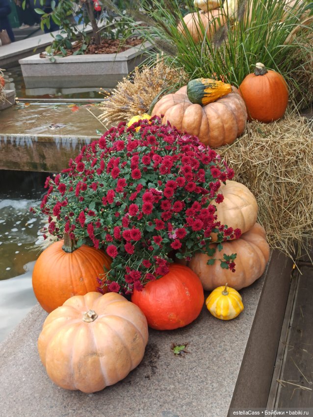 Фестиваль тыкв — Туризм и путешествия: фотоотчеты из поездок (фото 6)