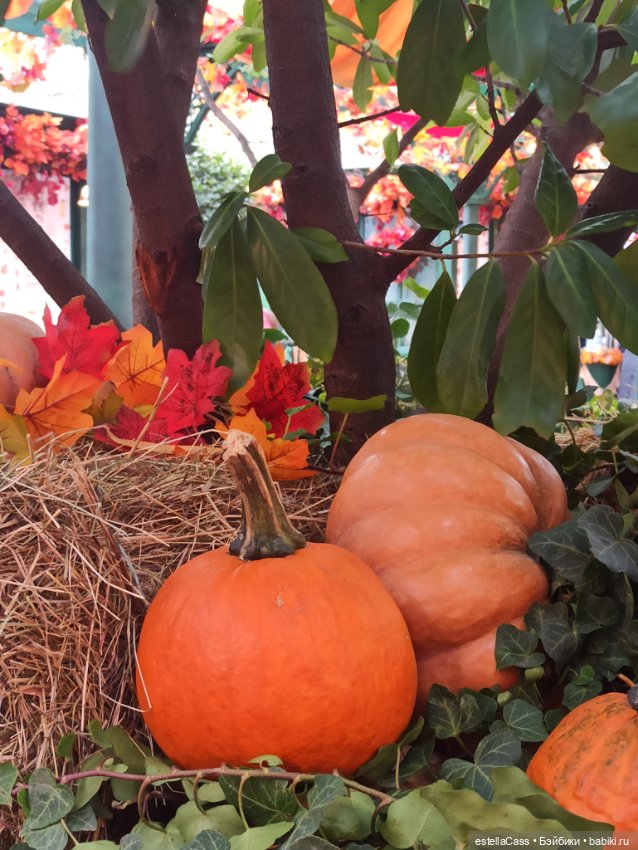 Фестиваль тыкв — Туризм и путешествия: фотоотчеты из поездок (фото 3)