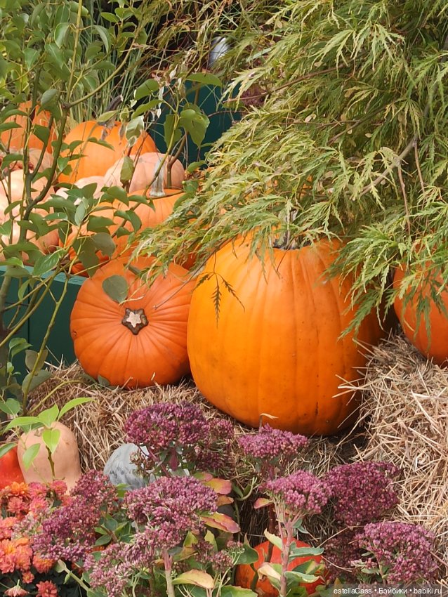 Фестиваль тыкв — Туризм и путешествия: фотоотчеты из поездок (фото 8)