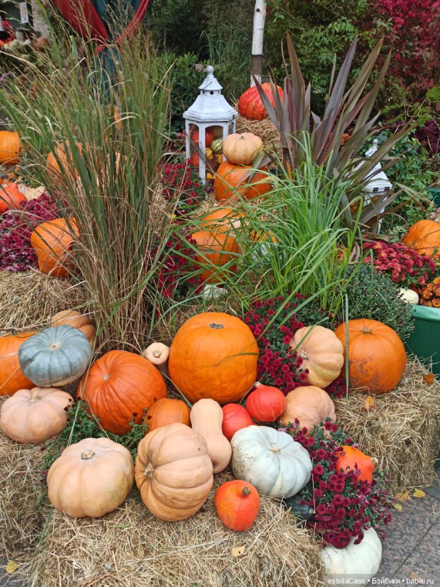 Фестиваль тыкв — Туризм и путешествия: фотоотчеты из поездок (фото 9)