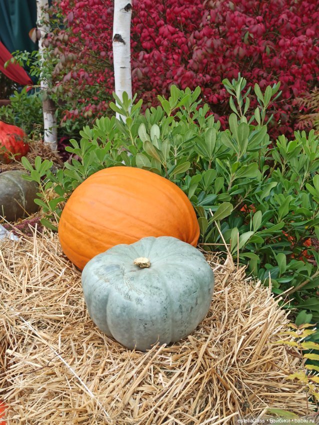 Фестиваль тыкв — Туризм и путешествия: фотоотчеты из поездок (фото 2)