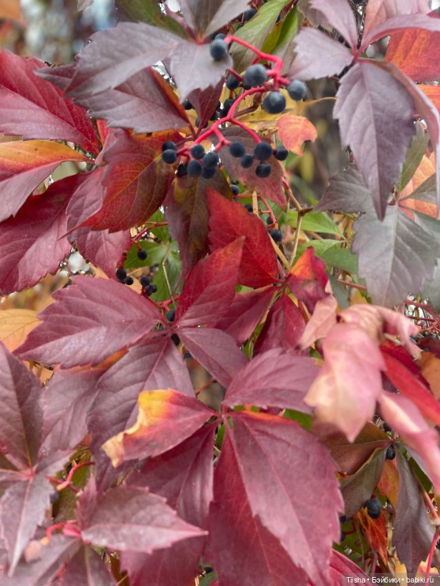 Осенняя коллекция для Жу от Даши Нужновой