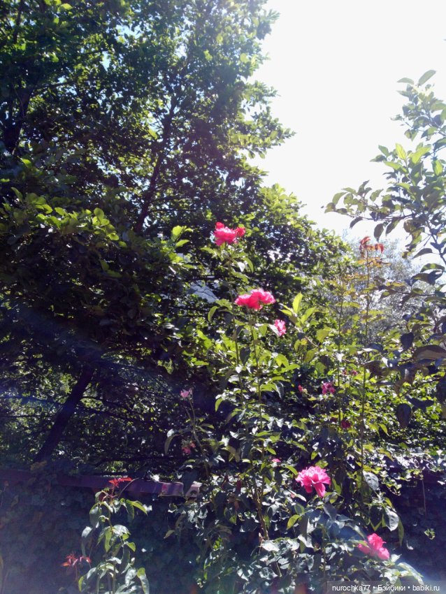 Про Нафочку. Нафочка на рубеже юга России