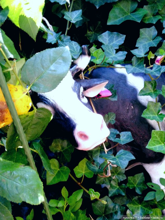 Про Нафочку. Нафочка на рубеже юга России