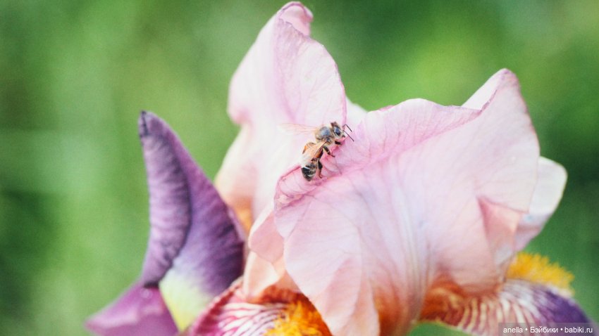 Юла. Кусочек лета — Игровые куклы разных производителей (Разное): редкие бренды