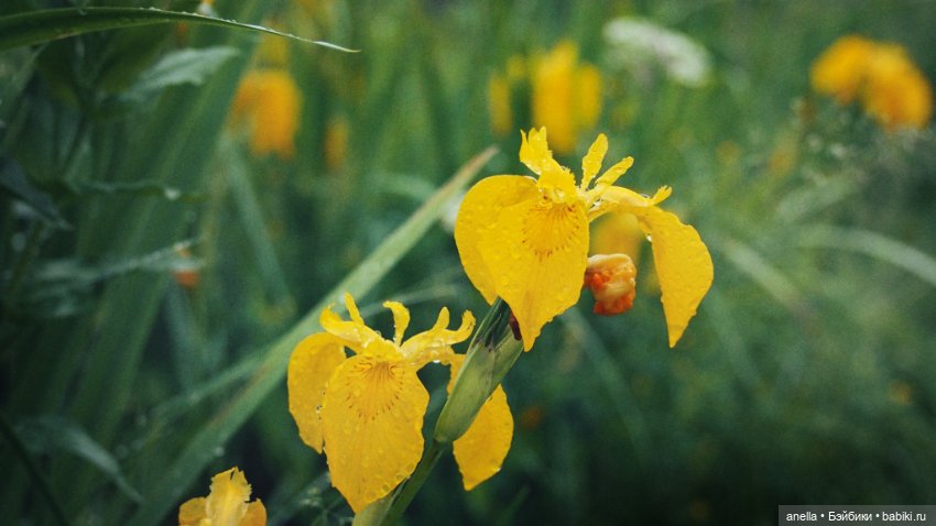 Юла. Кусочек лета — Игровые куклы разных производителей (Разное): редкие бренды (фото 2)