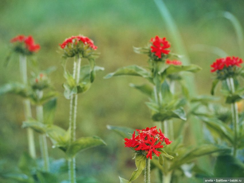 Юла. Кусочек лета — Игровые куклы разных производителей (Разное): редкие бренды (фото 9)