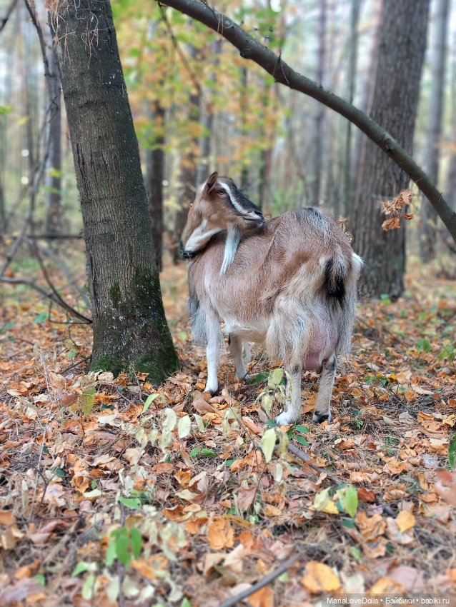 Рыжий день для двух рыжиков.., нет... для трёх