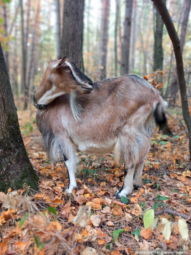 Рыжий день для двух рыжиков.., нет... для трёх