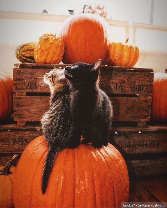 Осень-Лиса в цвете и украшениях