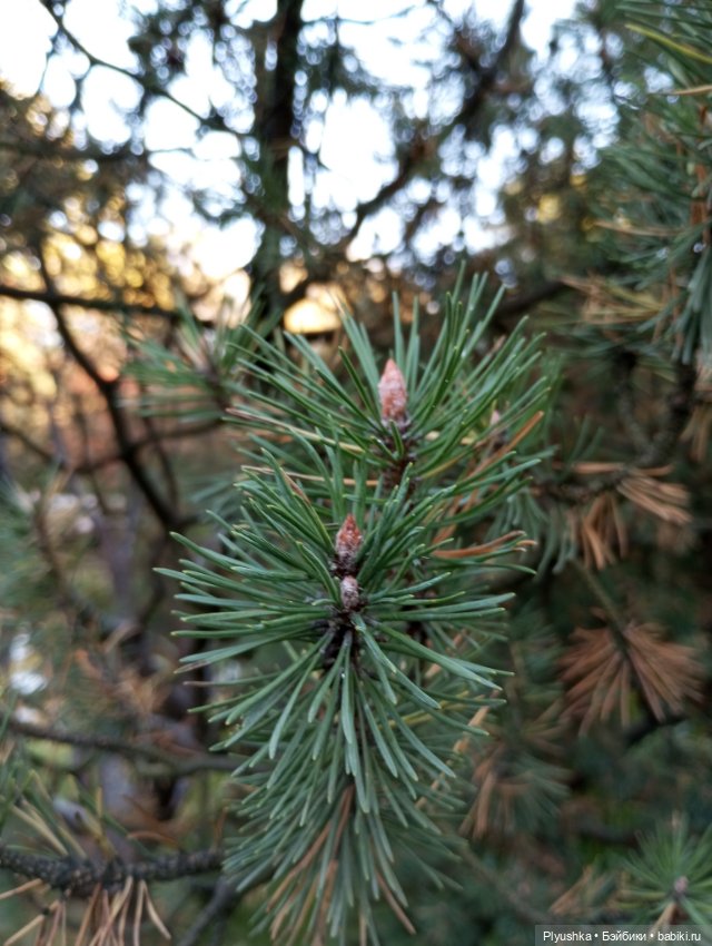 Что такое Момидзигари — Аниме куклы (MJD/Винил): Imomo