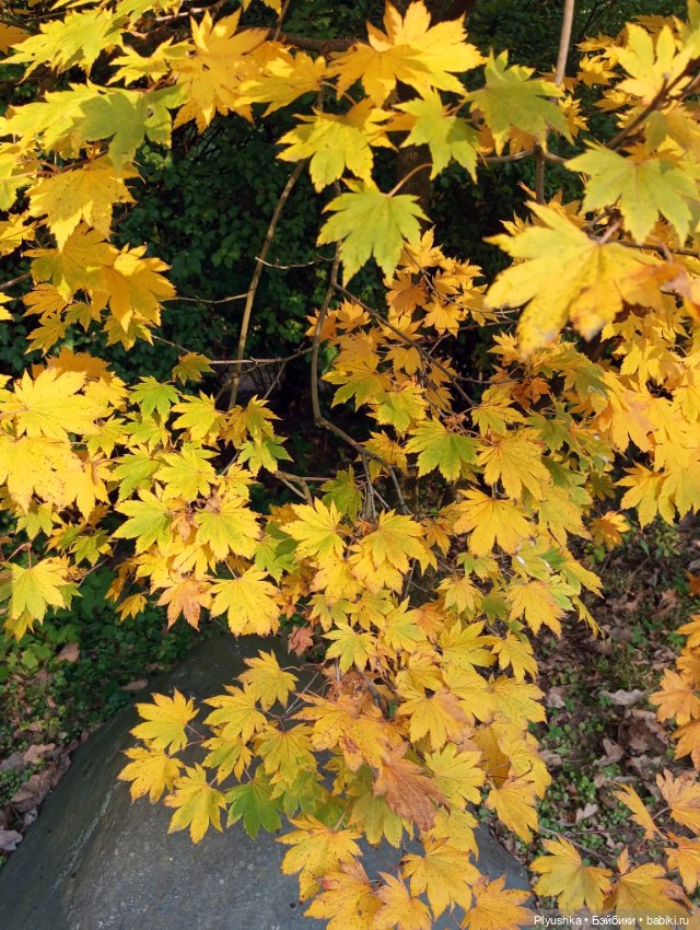 Что такое Момидзигари — Аниме куклы (MJD/Винил): Imomo (фото 6)