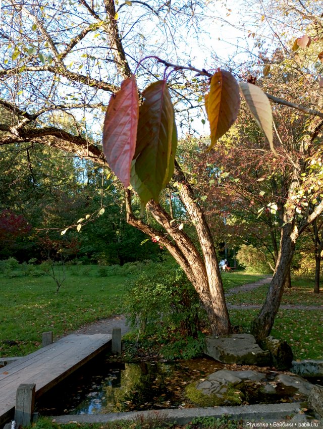 Что такое Момидзигари — Аниме куклы (MJD/Винил): Imomo (фото 8)