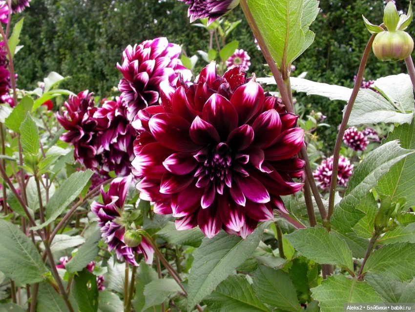 Мои куклы ГДР. Spielzeug Rauenstein ГДР Топтыжки