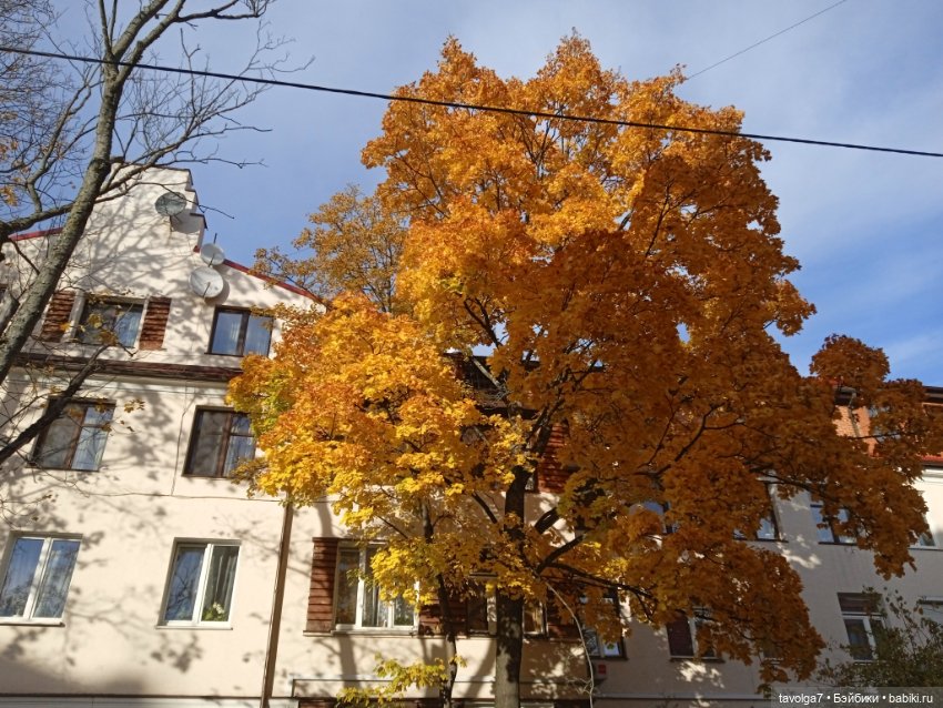 Раздел для Trinity — Куклы Dyvomir (Дивомир) и Trinity (Тринити): российские шарнирные куклы (фото 10)