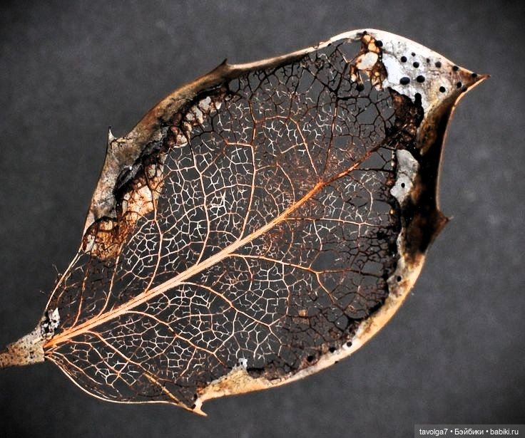 Кинцуги осени — Культура (фото 4)