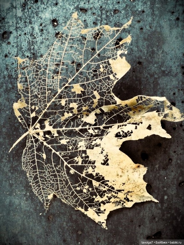 Кинцуги осени — Культура (фото 2)