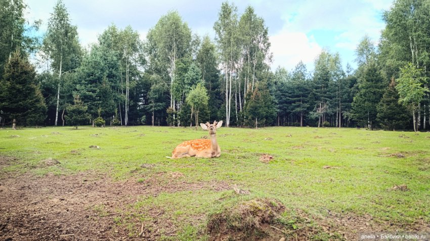 Дик. Экопарк — Экшн (фото 5)