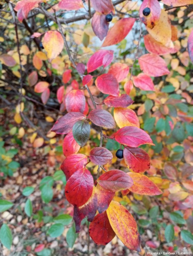 Мийкина осень — Куклы Nines d'Onil (Нинес): Миа (Mia) (фото 8)