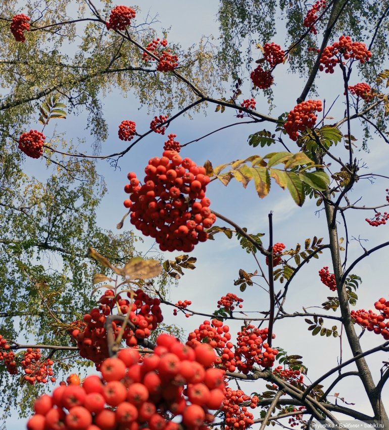 Мийкина осень — Куклы Nines d'Onil (Нинес): Миа (Mia) (фото 5)