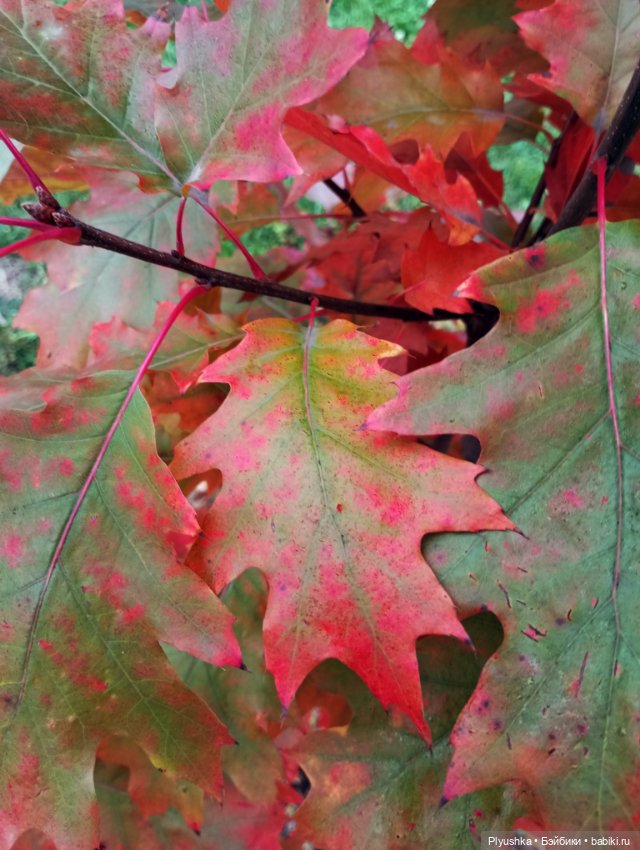 Мийкина осень — Куклы Nines d'Onil (Нинес): Миа (Mia)