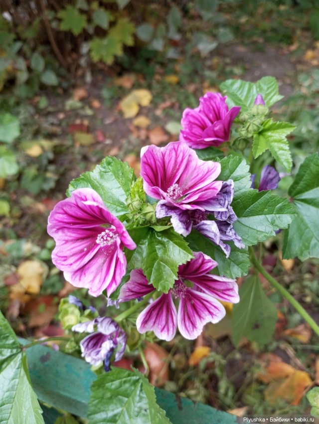 Мийкина осень — Куклы Nines d'Onil (Нинес): Миа (Mia) (фото 10)