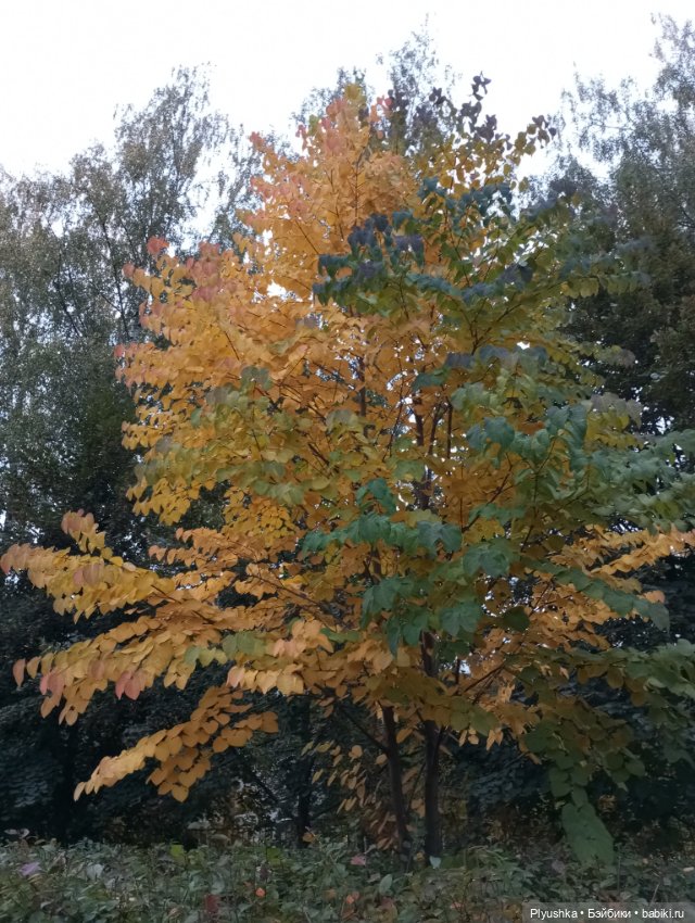 Мийкина осень — Куклы Nines d'Onil (Нинес): Миа (Mia)