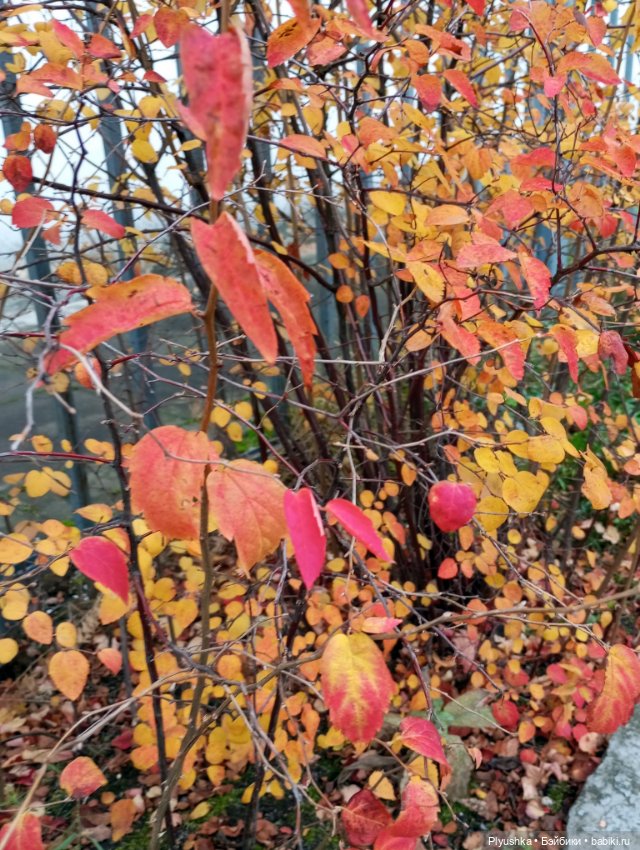 Мийкина осень — Куклы Nines d'Onil (Нинес): Миа (Mia)