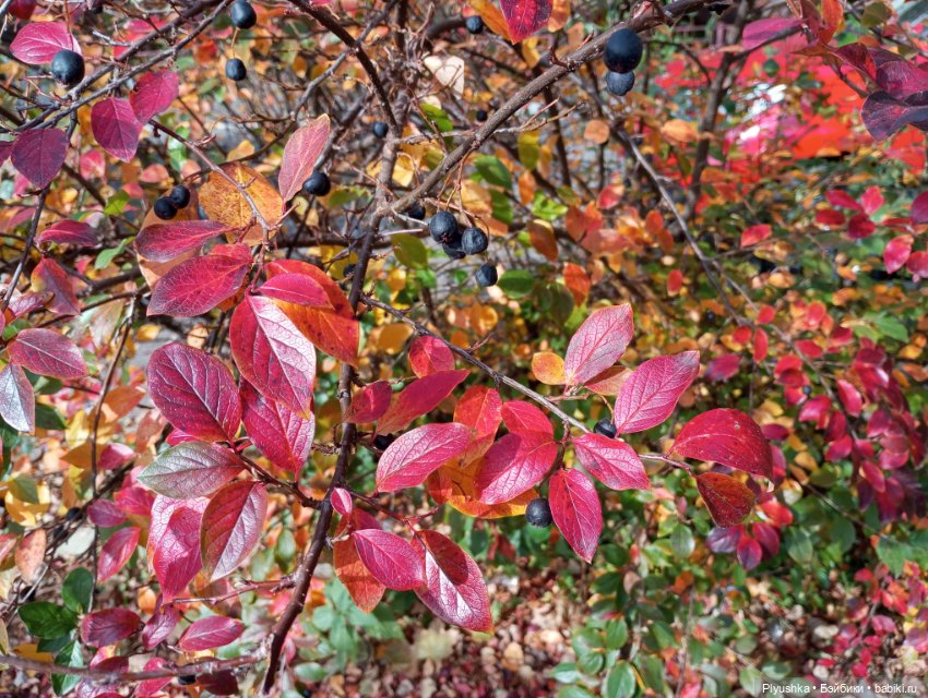 Мийкина осень — Куклы Nines d'Onil (Нинес): Миа (Mia) (фото 6)