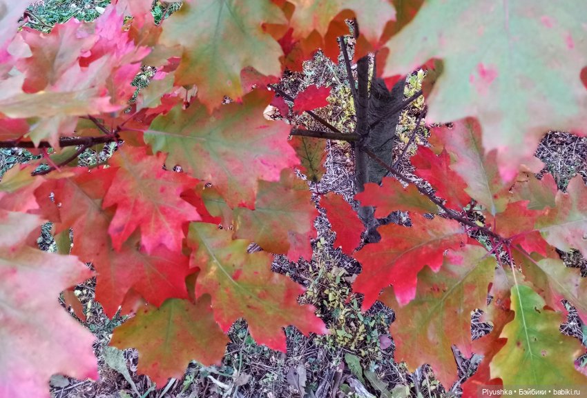 Мийкина осень — Куклы Nines d'Onil (Нинес): Миа (Mia)