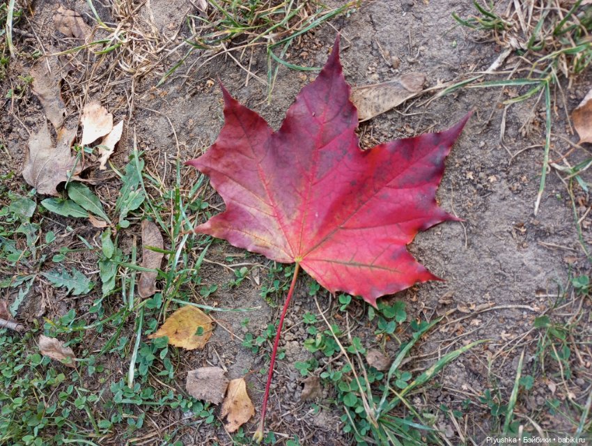 Мийкина осень — Куклы Nines d'Onil (Нинес): Миа (Mia) (фото 3)