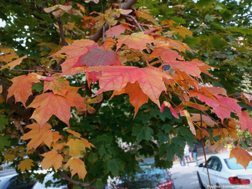 Мийкина осень — Куклы Nines d'Onil (Нинес): Миа (Mia) (фото 2)