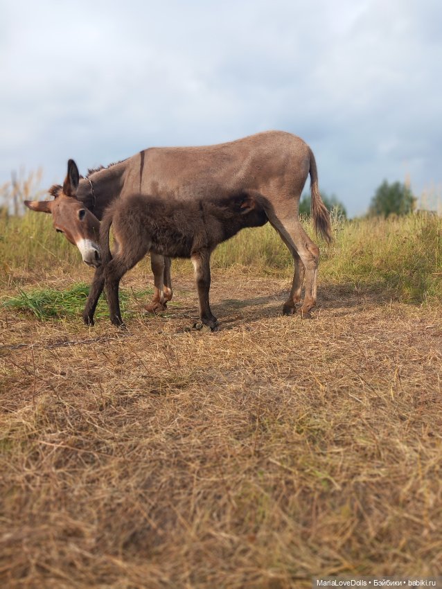 Новые знакомства Лоры — Куклы Llorens (Ллоренс): испанские пупсы (фото 2)